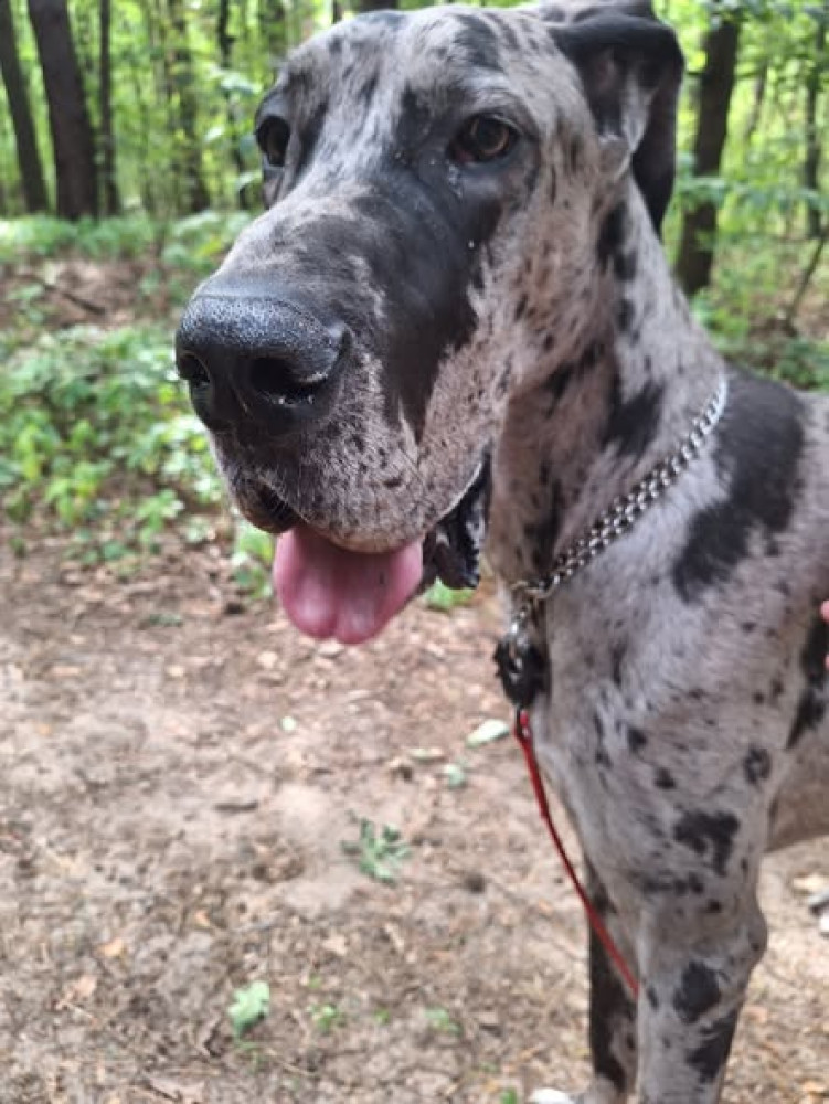 Berek - Stowarzyszenie Dogi Adopcje