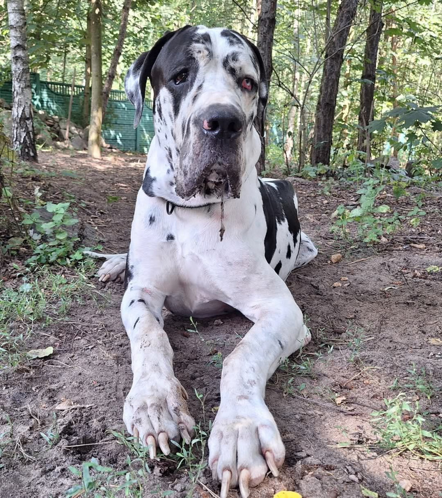 Charlie - Stowarzyszenie Dogi Adopcje