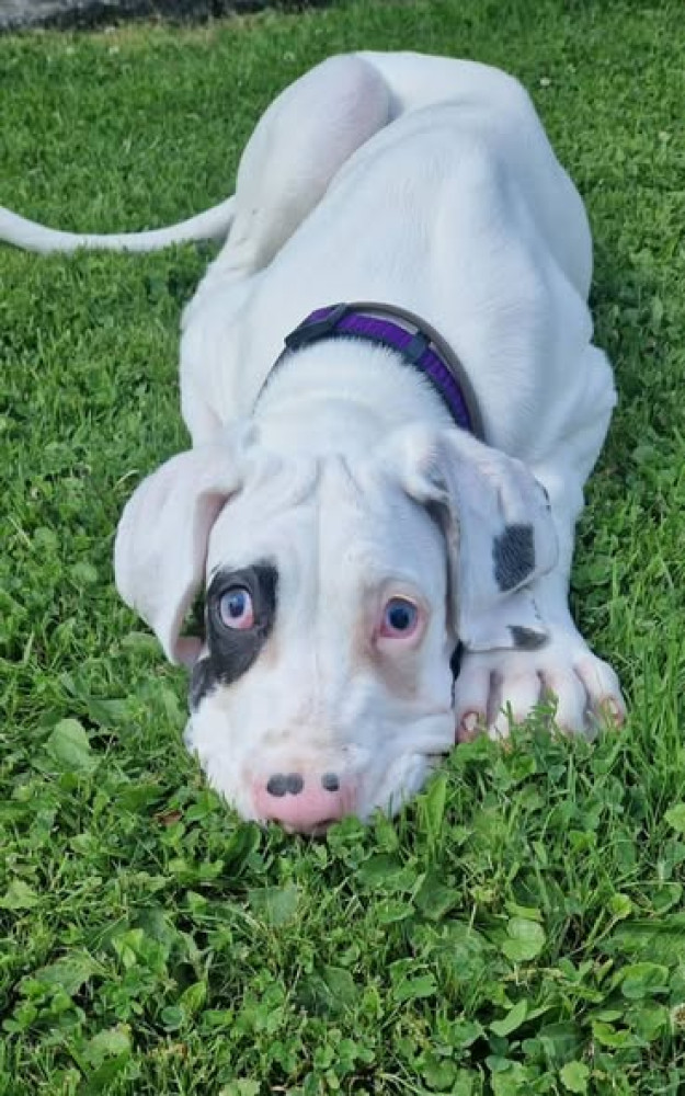 Layla - Stowarzyszenie Dogi Adopcje