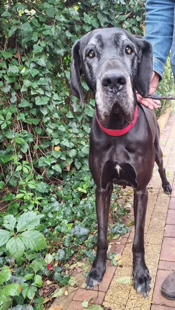 Klusia - Stowarzyszenie Dogi Adopcje