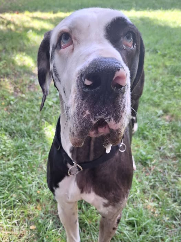 Viki - Stowarzyszenie Dogi Adopcje