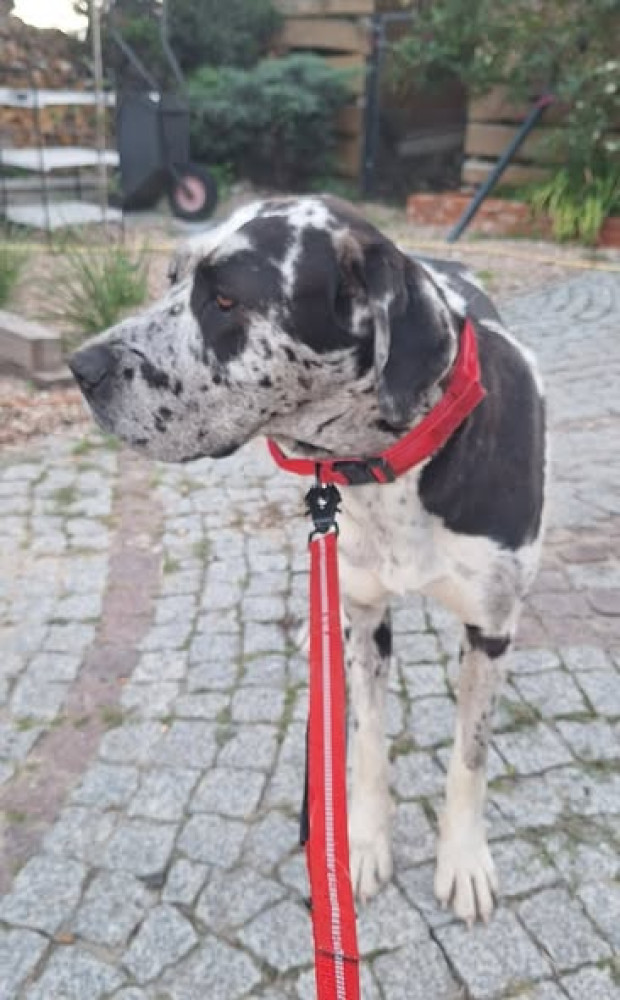Bożenka - Stowarzyszenie Dogi Adopcje
