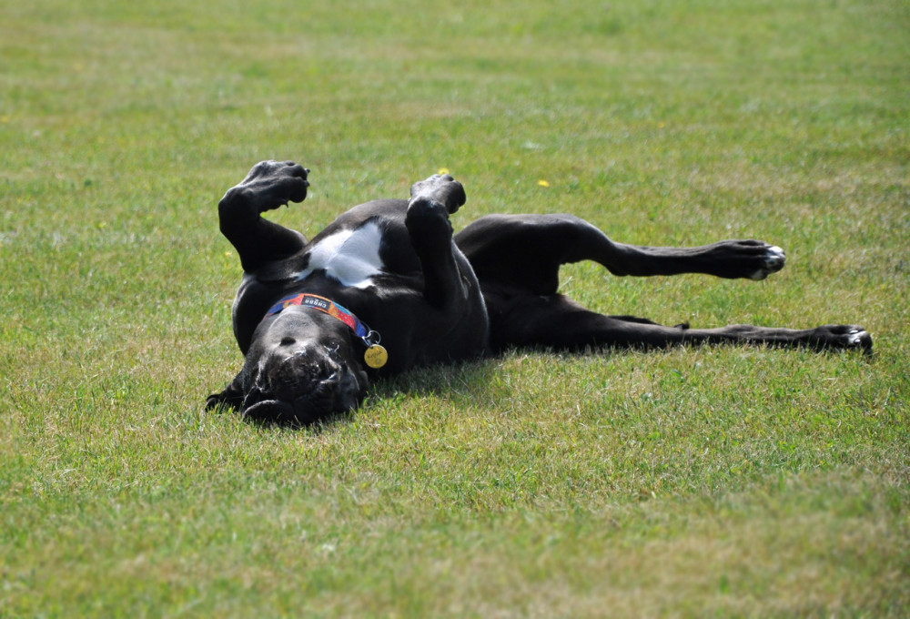 Wymagania Doga Niemieckiego - Stowarzyszenie Dogi Adopcje