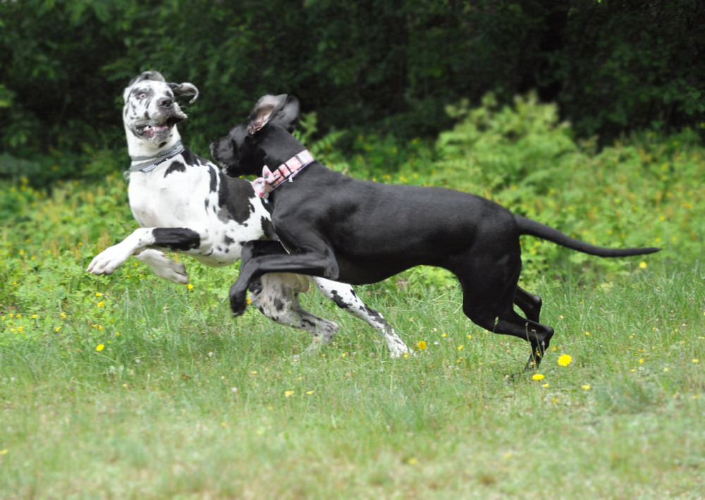 Program E-PIT - Stowarzyszenie Dogi Adopcje
